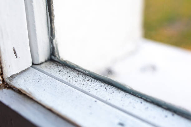 Best Forensic Mold Investigation  in Lauderhill, FL