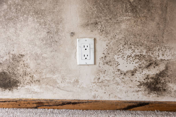 Best Industrial Mold Remediation  in Lauderhill, FL