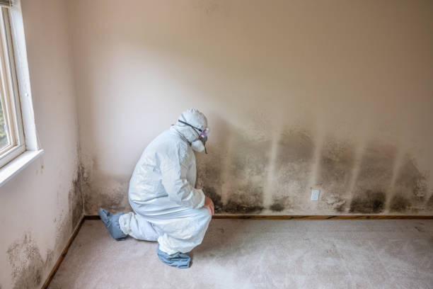 Best Airborne Mold Testing  in Lauderhill, FL