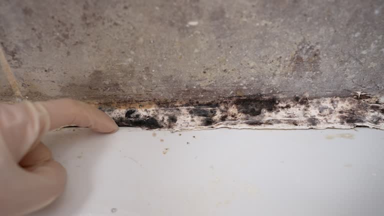 Mold Odor Removal Services in Lauderhill, FL